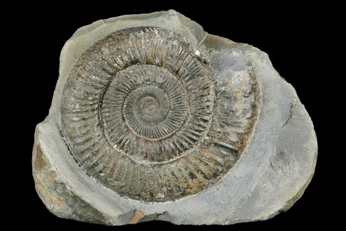 Ammonite (Dactylioceras) Fossil - England #181890